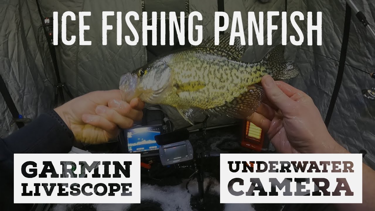Ice Fishing Crappie with Livescope and Underwater Camera BONUS Bluegill (Local Minnesota Lake