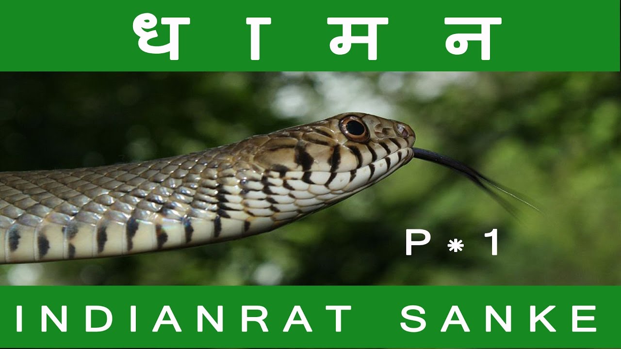 indian rat snake bite rat snake common indian rat snake | part 1 for our nature saving tube