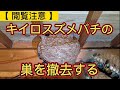 【 蜂の巣 】 屋根裏 に作られた キイロスズメバチ の巣を 自分で 夜中に撤去 する