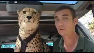 Rabbit hunting in Essex with a cheetah