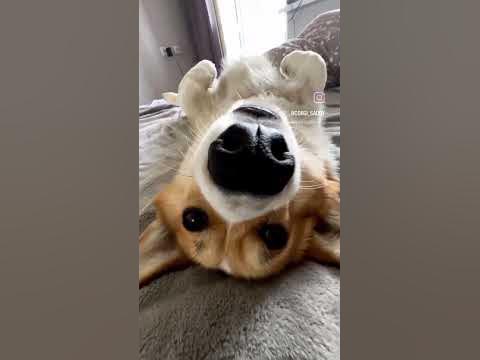 Чудесный день с чудесным корги😌 #corgi #dog #корги #коргипемброк # ...