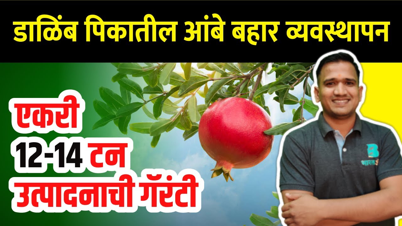 डाळिंब पिकातील आंबे बहार व्यवस्थापन | dalimb ambe bahar niyojan