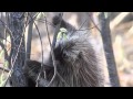 Shooting with Sparky—Porcupine Spring Jay Cooke State Park