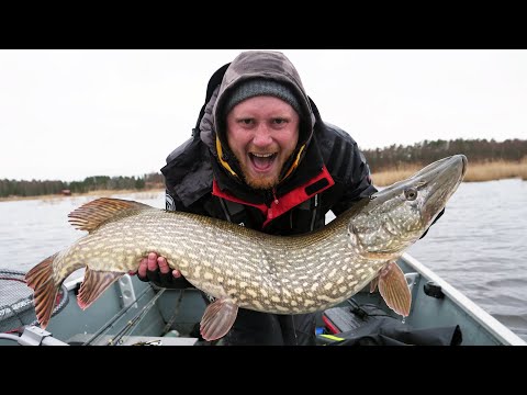 Video: Fiske Efter Gädda På En Flottör