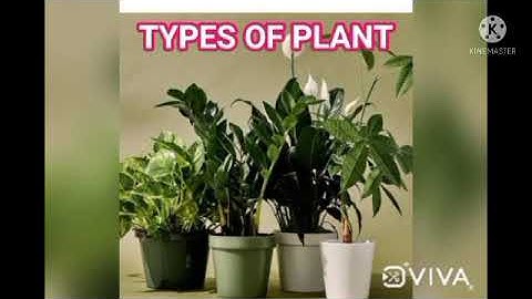 Bridge course video 2 for grade 1 week 2 Evs