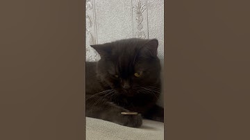 LAZY CAT #cat #cute #cutecat #funny #catvideos #catshorts #cats #funnycat #funnyshorts