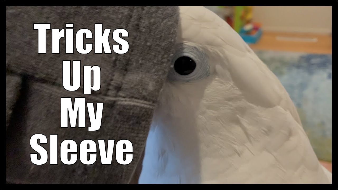 Tricks Up My Sleeve YouTube