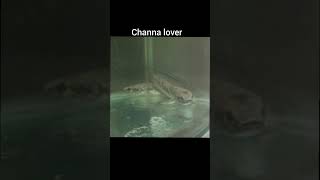 🎊 Channa fish giveaway 🎉 (giveaway ends on 3 may tonight 7pm) #giveaway #aquarium #tamil #fish
