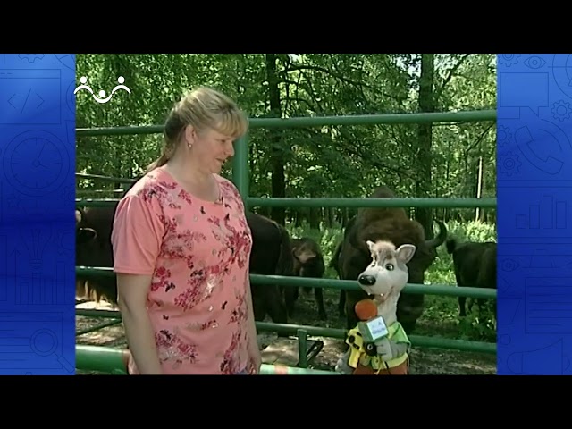 По секрету всему свету. Зубры