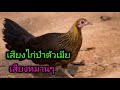 เสียงไก่ป่าตัวเมียเสียงหมานๆ ສຽງຮ້ອງຂອງນົກປ່າ ທຳ ມະຊາດຂອງຜູ້ຍິງ