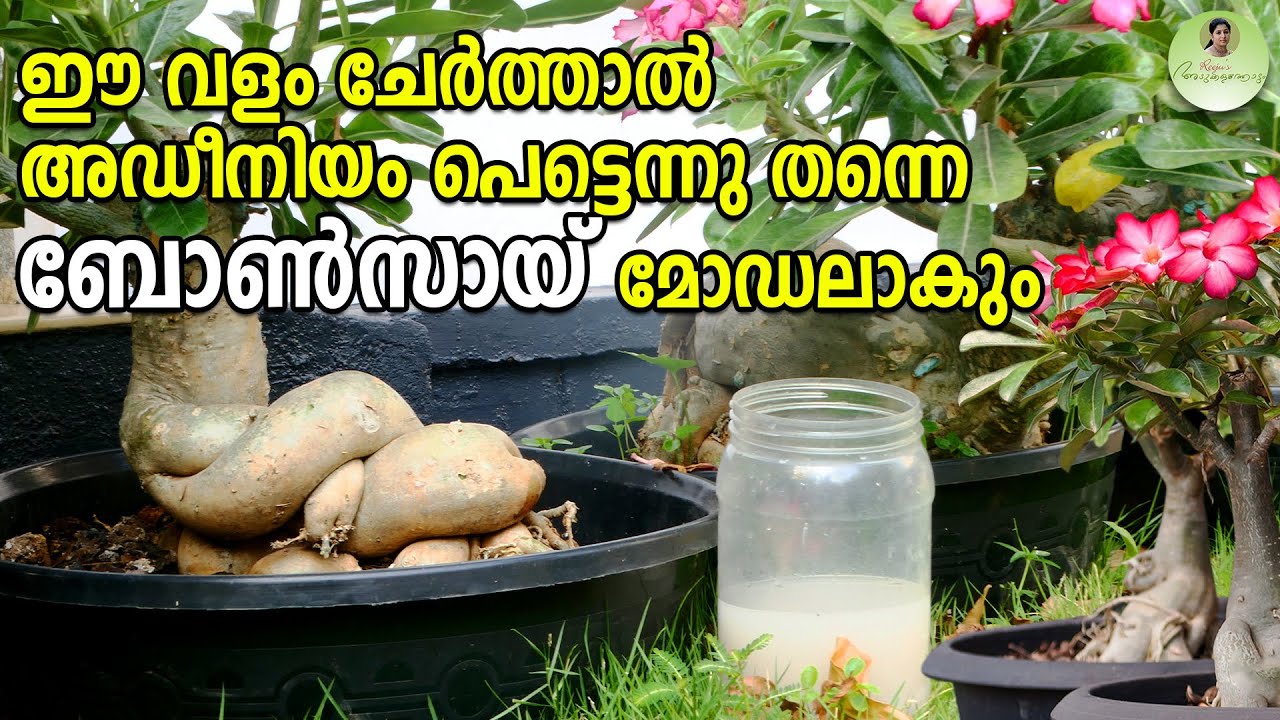 ഈ വളം ചേർത്താൽ അഡീനിയം പെട്ടെന്നു തന്നെ ബോൺസായ് മോഡലാകും | Adenium Bonsai Care #adeniumbonsai