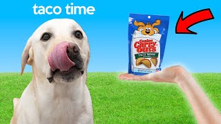 Labrador Tries New Snack!!