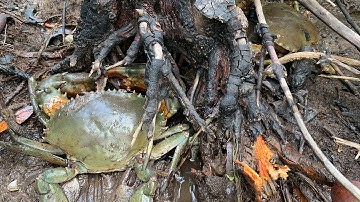 Catching Stone Crab BY HAND! Catch | Catching GIANT Mud Crab in the Mangroves