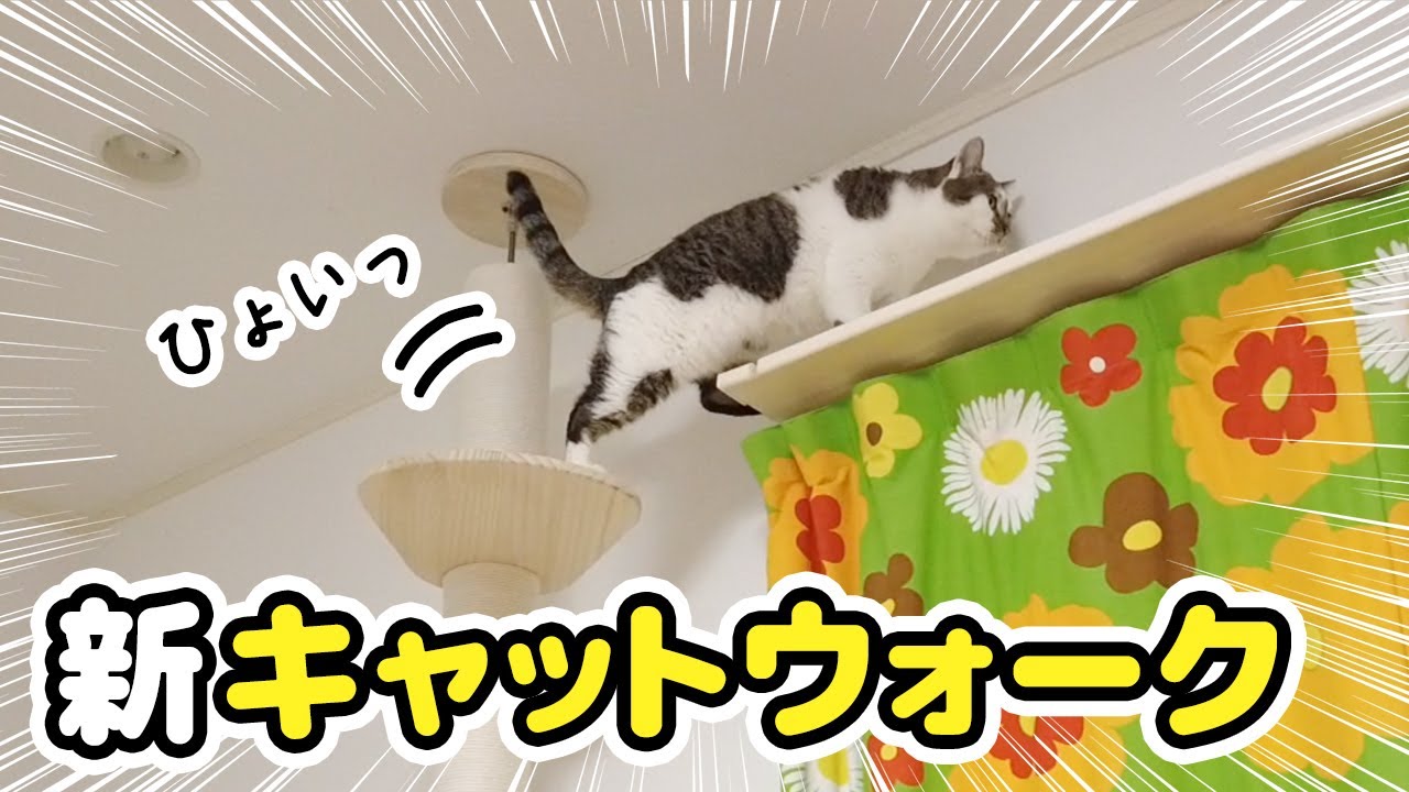 ⭐︎⭐︎様のキャットウォーク The catwalk has been upgraded for your cat - YouTube