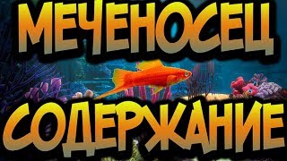АКВАРИУМНАЯ РЫБКА МЕЧЕНОСЕЦ!СОДЕРЖАНИЕ,УХОД,РАЗВЕДЕНИЕ! АКВАРИУМНАЯ РЫБКА МЕЧЕНОСЕЦ!СОДЕРЖАНИЕ,УХОД,РАЗВЕДЕНИЕ!