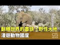 翻轉世界的盡頭！野性大地　漫遊動物國度｜華視新聞 20231122