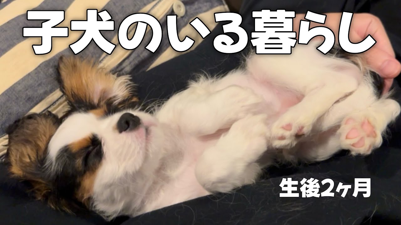 生後58日の子犬をお迎えしたら人生の幸福度が爆上がりしました