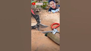 đặt bẫy rắn bằng cái kéo và cái kết bị đứt ra làm hai cả nhà ơi