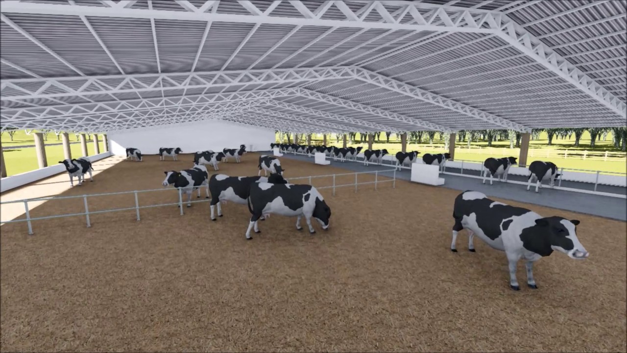 GALPÃO PARA ORDENHA