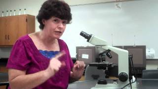 How to use a microscope and oil immersion