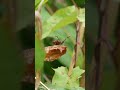 Common UK arthropods :) #insects #bug #biology #nature