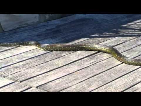 Giant Snake in backyard in Sydney
