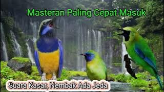 Fast sounding bird therapy