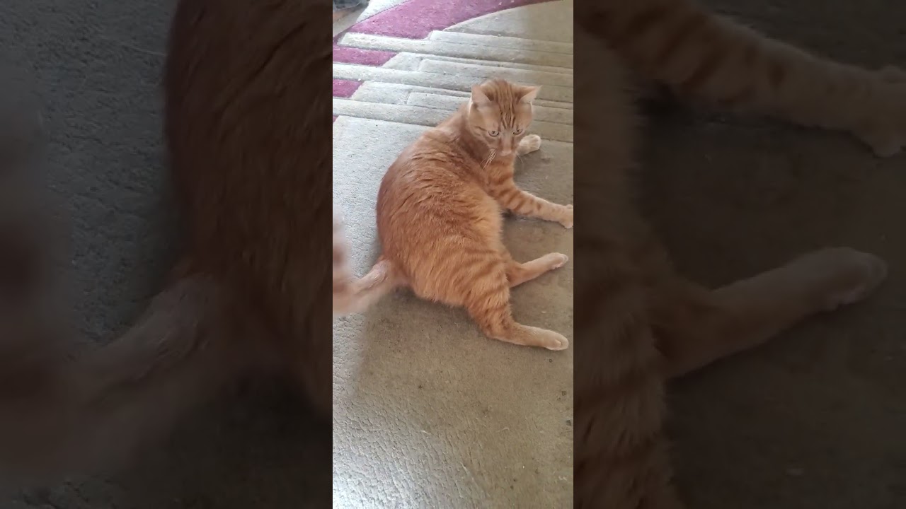 Рыжий и Мышка 