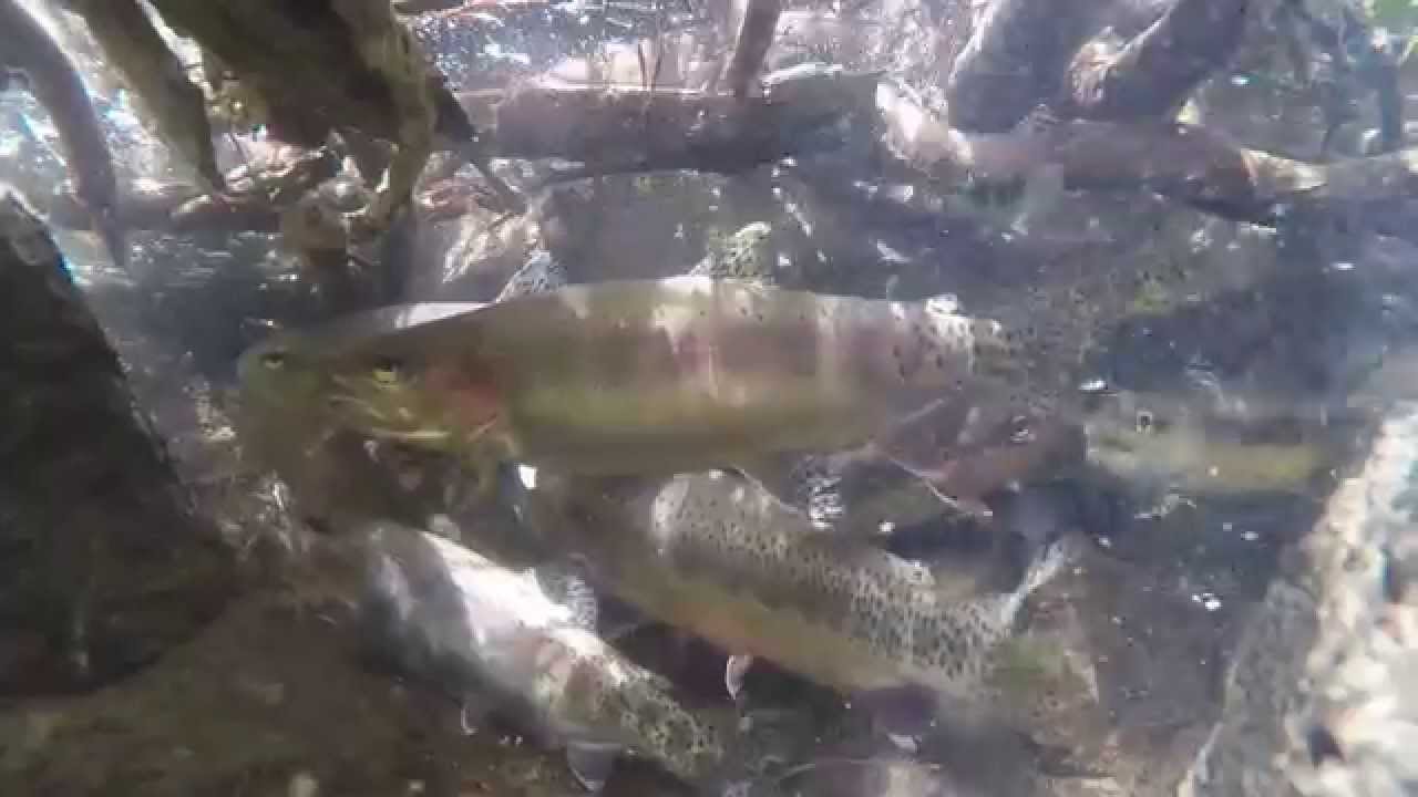 Golden Trout in Crystal Lake outlet, Mammoth Lakes CA YouTube