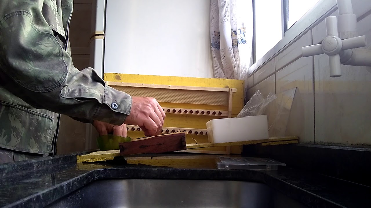 Apicultura, criação de Rainhas, parte 5 🐝 transferência de larvas do aparelho JENTER,