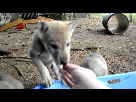 Chiots Chien Loup Tchécoslovaque De Lelevage Gaia Vlka âgés