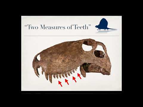 Uncovering the Hidden Dental Diversity of the First Apex Predators