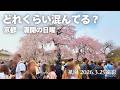 【京都桜速報2026】満開の日曜はどれくらい混む？祇園四条・祇園白川・円山公園の様子（3/29撮影）