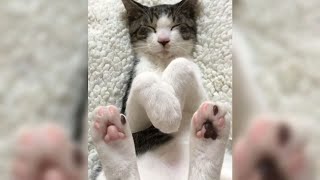 12 Minutes of Funny Cat Videos - EP 45