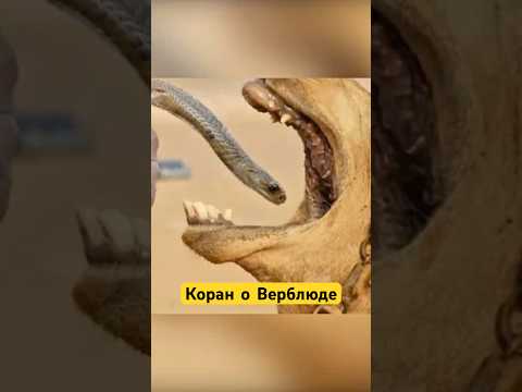 Почему Аллах упомянул