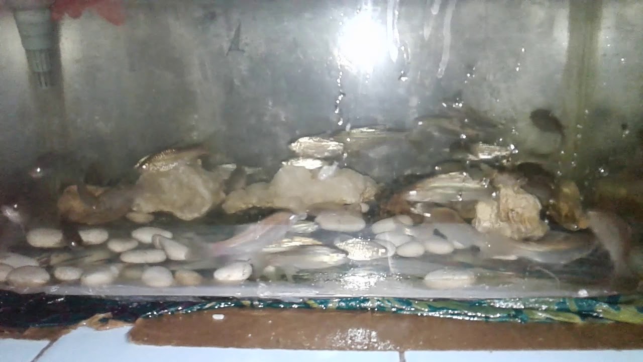 Ternak ikan wader 