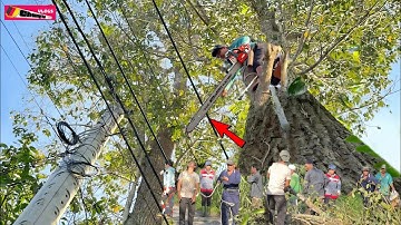 Tientallen werknemers zagen en verwerken een 60 jaar oude Sao-boom op een elektriciteitspaal