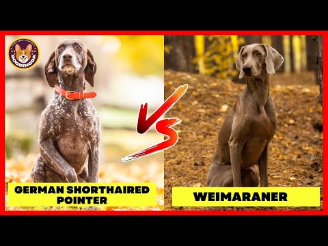 Video: Làm thế nào để vô hiệu hóa một vi mạch chó