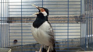 Pancingan Jalak Suren Gacor Mompa Isian Variasi - Masteran Suara Burung Jalak Gacor Full Isian Mewah