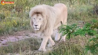 Бегут манюни, бегут кисюни, бегут посетители 😁 Львы. Тайган. Lions life in Taigan.