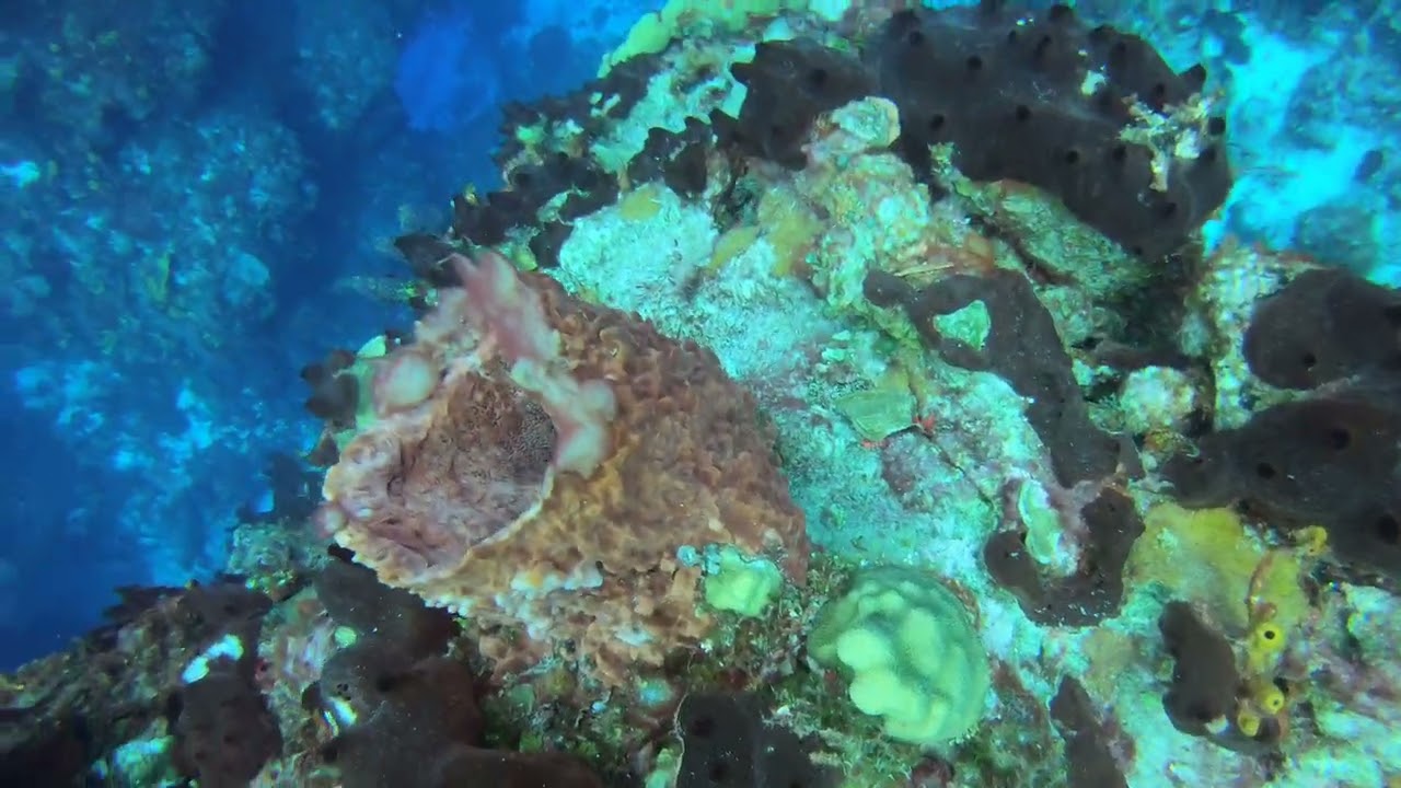 Basket Sponge & Coral - GH010952