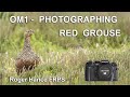 OM1 -  Photographing Red Grouse