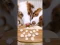 \材料3つ/犬達が喜ぶミートクッキーの作り方🍪🍖【手作りおやつ】#shorts