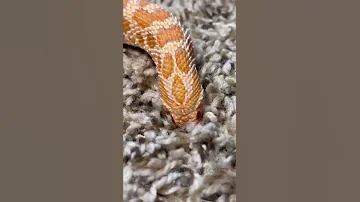 HI I M DORY Reptile Animal Snake 
