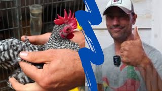 How to select Aztec cockatiels (Juan Navarro)