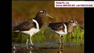 Tiếng Nhát Hoa Trống Mái | Hoàng phương