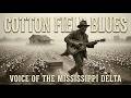 Cotton Field Blues Voice Of The Mississippi Delta 