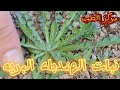نبات الهندباء البريه التفاصيل كامله 