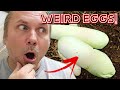 DEFORMED SNAKE EGGS!! WILL THEY LIVE and HATCH?? | BRIAN BARCZYK