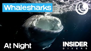 Whalesharks At Night In The Maldives